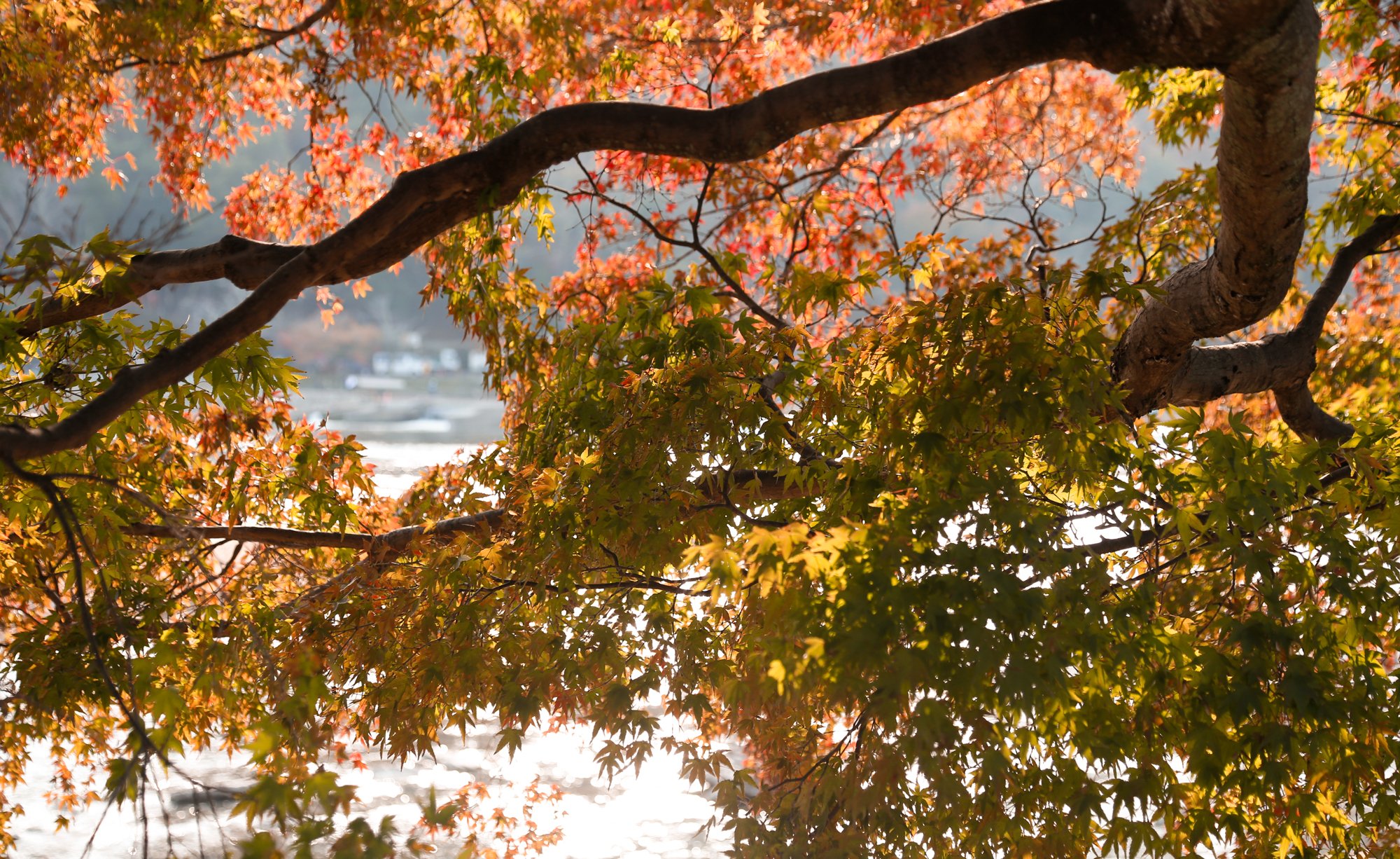 2023渡月桥游玩攻略,月渡桥是看 岚山 红叶最好的.【去哪儿攻略】