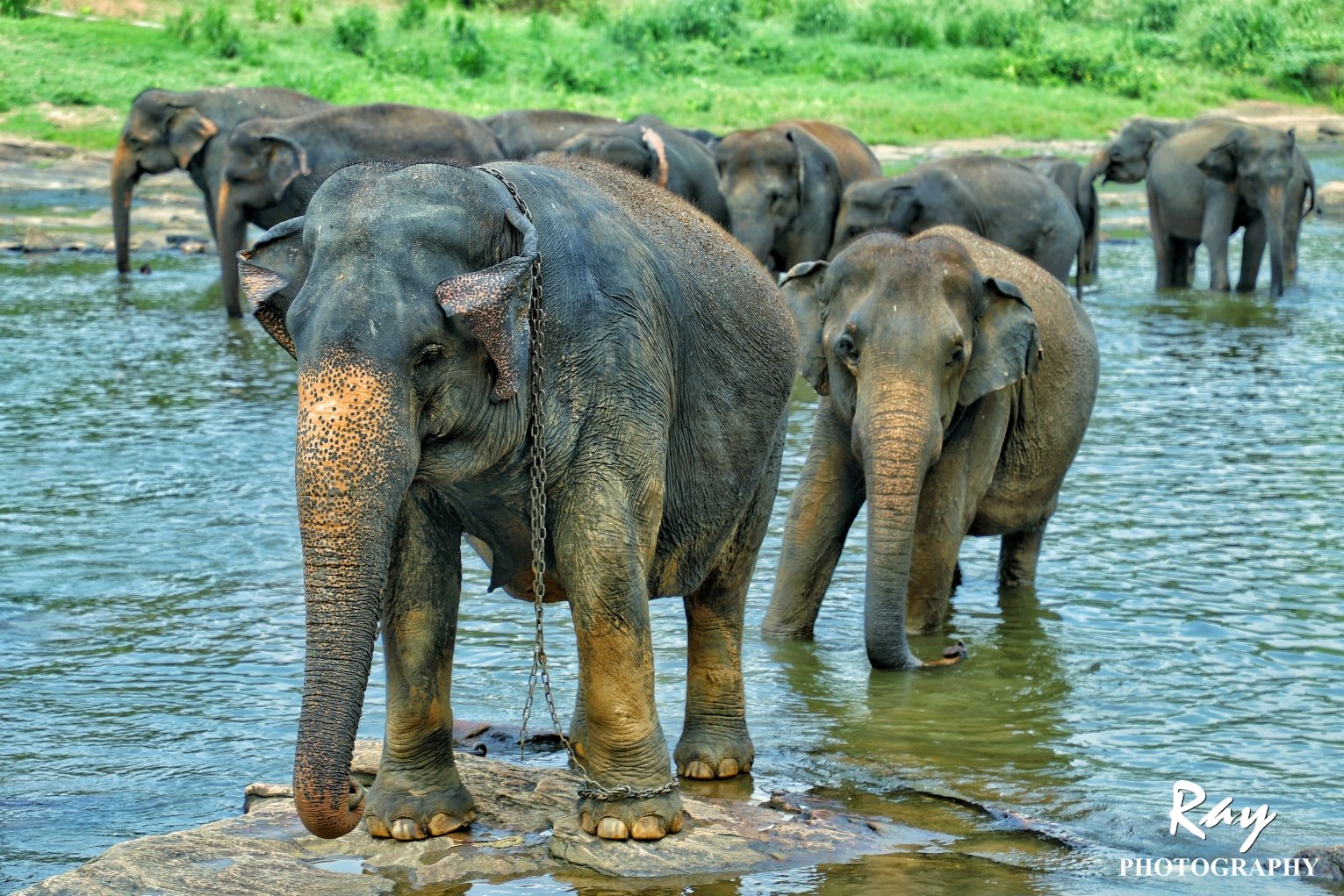 2018品纳维拉大象孤儿院游玩攻略,.喂食,给大象
