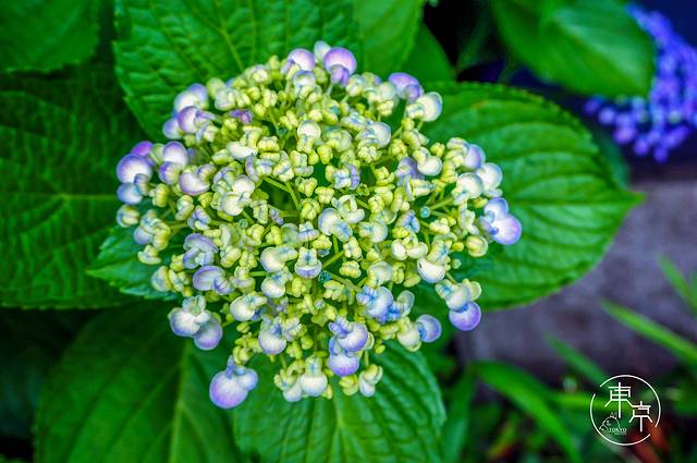 井之头恩赐公园