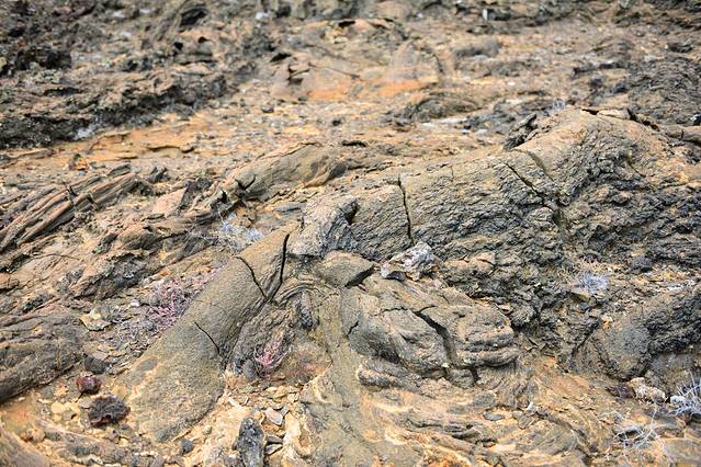 加拉帕戈斯国家公园