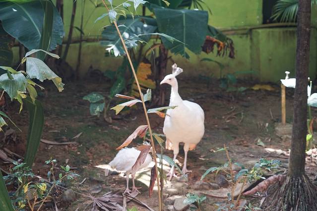 兰卡威野生动物园