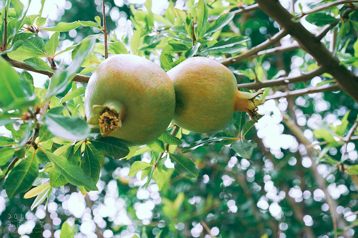 古老的青稞_盐井千年古盐田"的评论图片