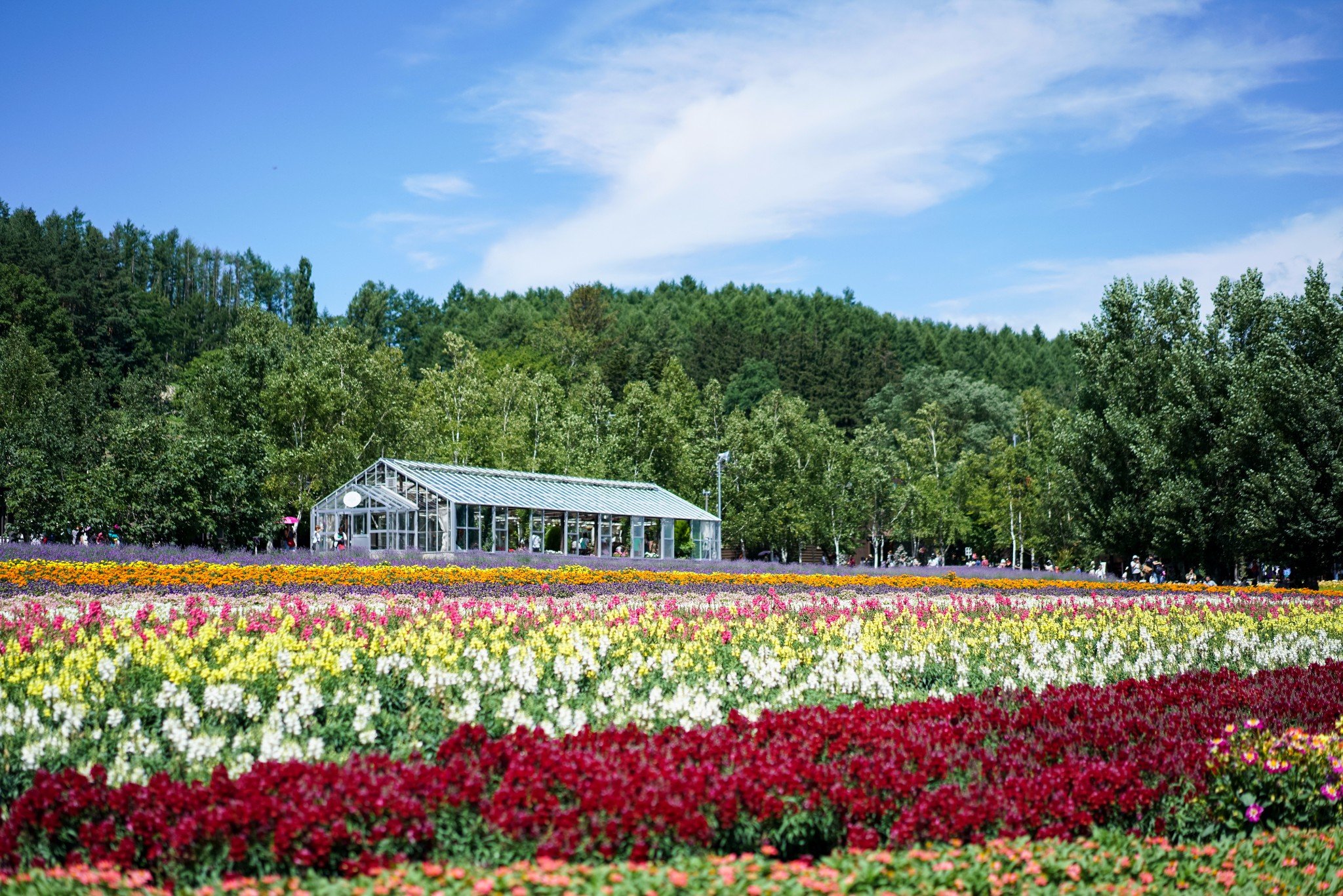 21富田农场游玩攻略 海道的网红景点之一了 去哪儿攻略