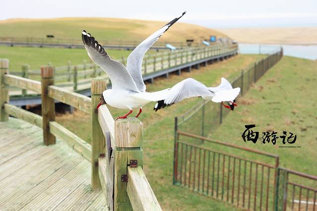 青海湖国家级自然保护区鸬鹚岛