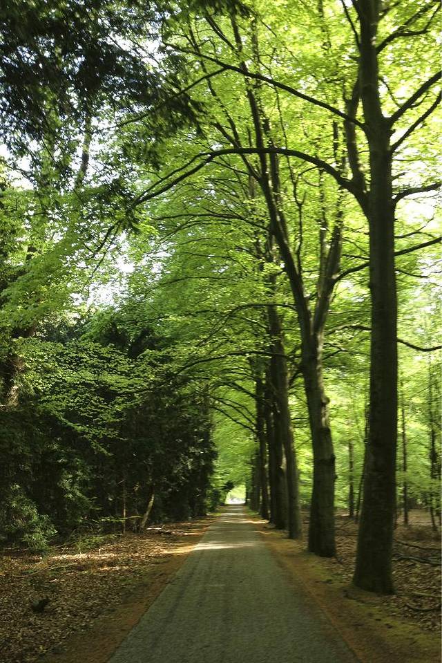 阿姆斯特丹森林公园