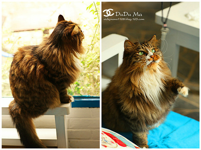 白咩和猫豆2只竟然还睡成了个心形,也太有爱了 啦!