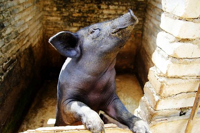 梦里黎乡农家乐