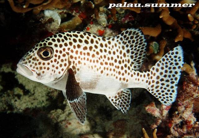 帕劳船宿潜水之旅--海量照片