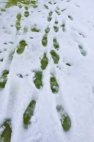 库佛维尔岛图片