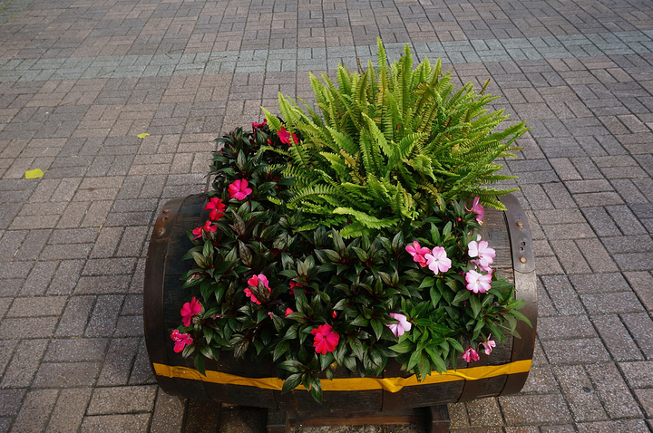 广场上有设计感的小花坛