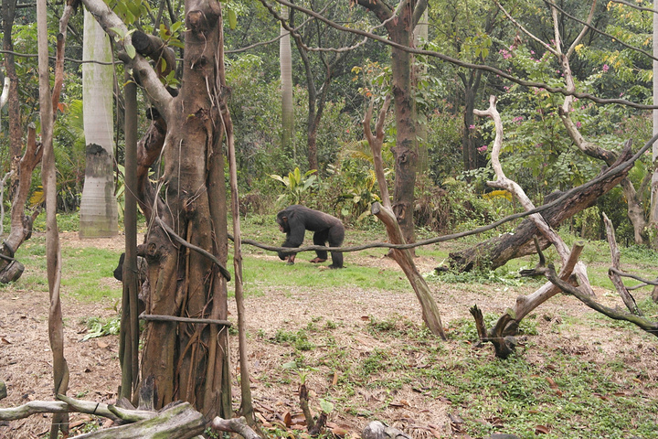 大马戏真的非常精彩_长隆野生动物世界评论 -