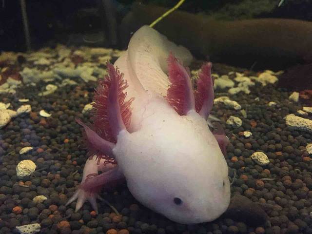 上海大自然野生昆虫馆（东方明珠•爬宠昆虫探索中心）