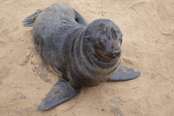 非洲津巴布韦\/纳米比亚\/南非之旅_开普敦旅游攻略