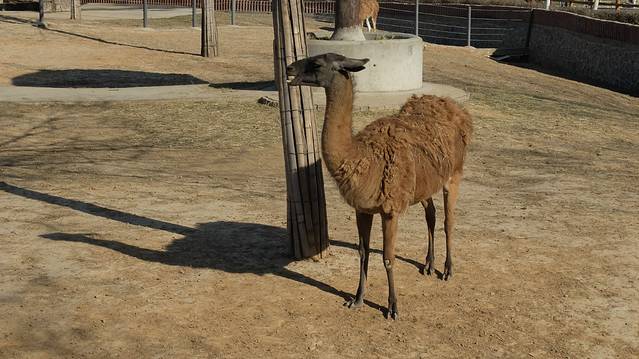 石家庄市动物园