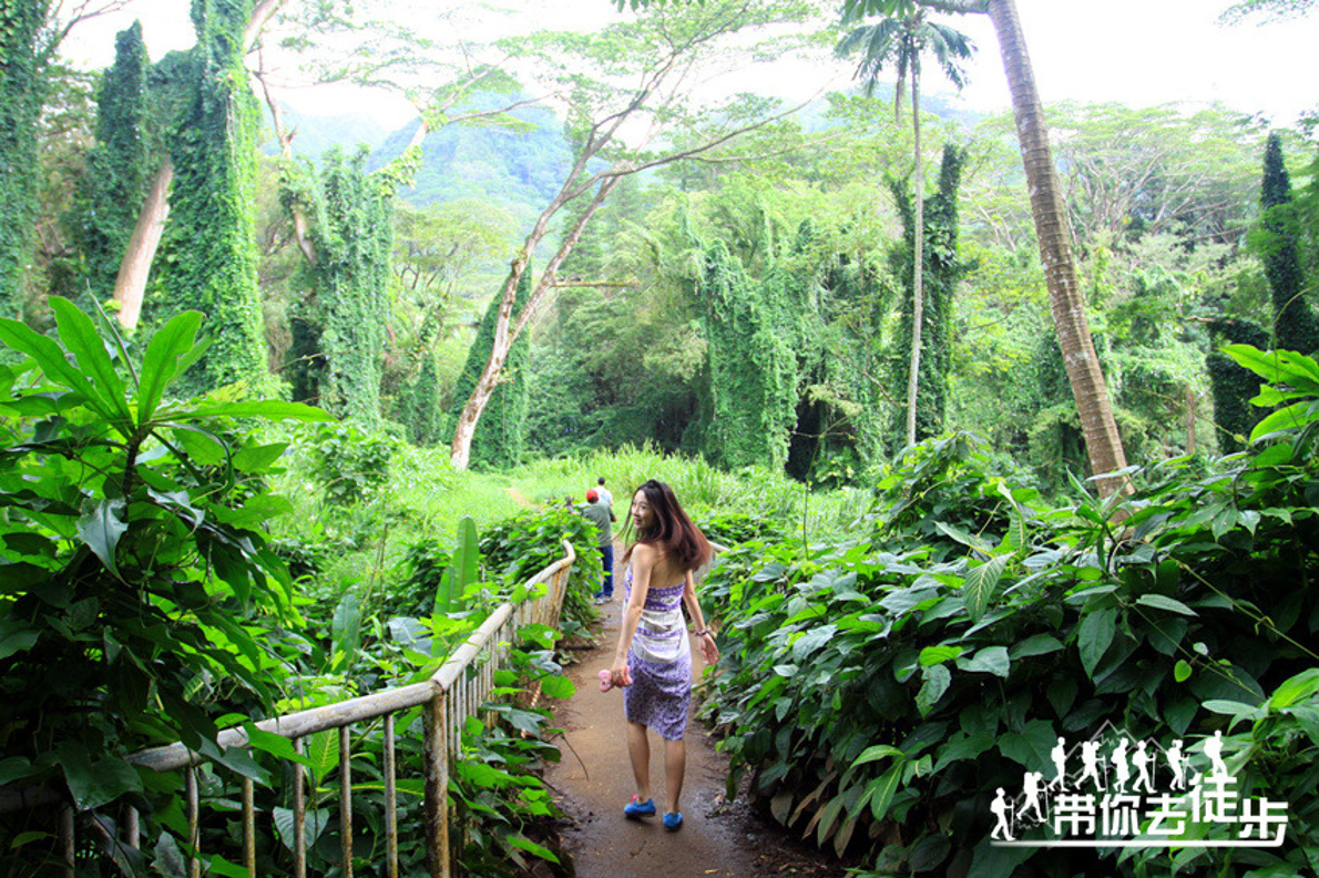 夏威夷欧胡岛徒步 Manoa Falls