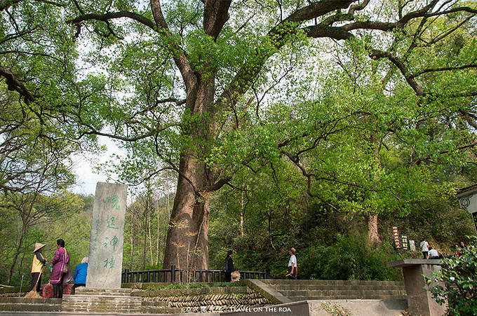 樟树旅游景点介绍,艺林,樟树市(第9页)_大山谷图库
