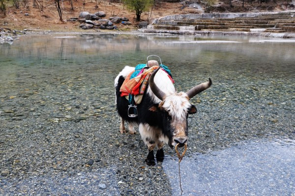 水池中的白牦牛,花牦牛,装饰鲜艳,供游客摄影留念!