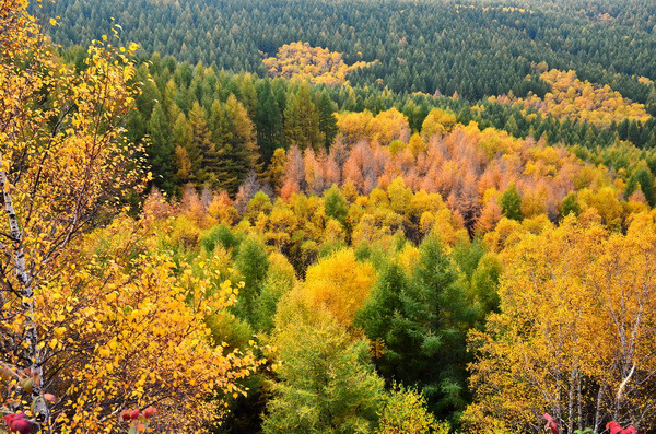 河北省塞罕坝机械林场总场大唤起林场