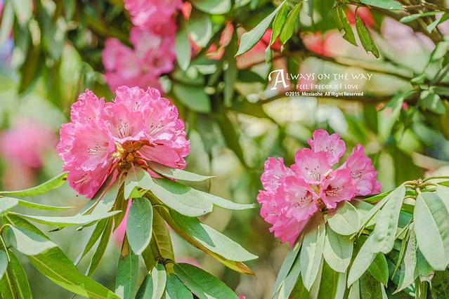 百里杜鹃风景区
