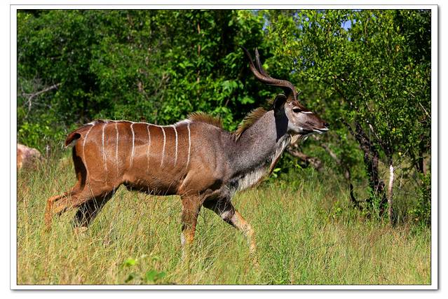 这是南非的国兽跳羚羊