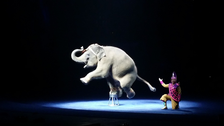 2017长隆国际大马戏很值得一看的_长隆国际马