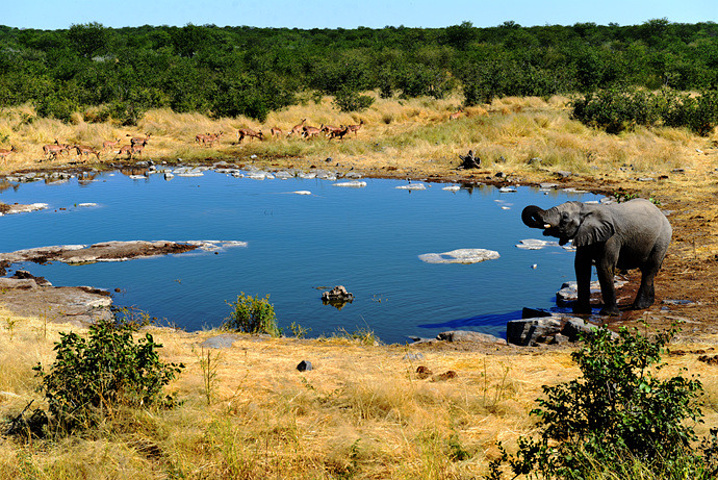 埃托沙国家公园