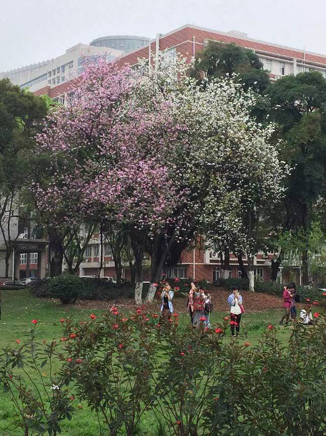 暨南大学