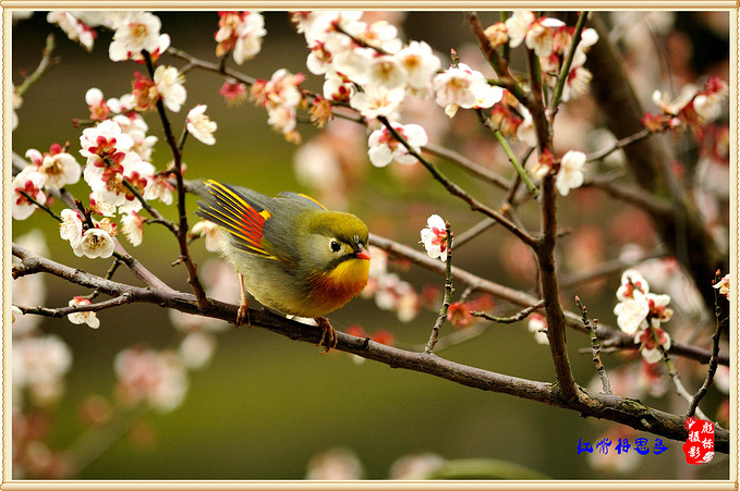 鸟语花香和美景图片 图片搜索