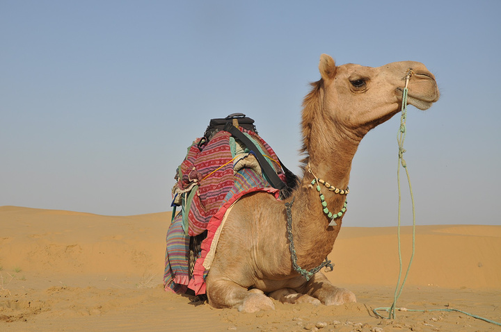 骑得这匹骆驼才5岁还是个小孩特别喜欢跑而且骆驼跑起来是顺拐得真的