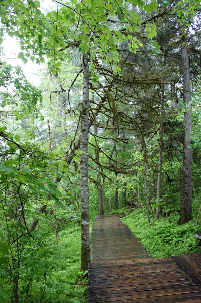 身的渺小,处处充满了未知,处处充满了好奇,仿佛密林深处随时都有可能