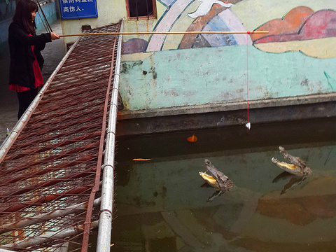 鳄鱼岛crocodile island