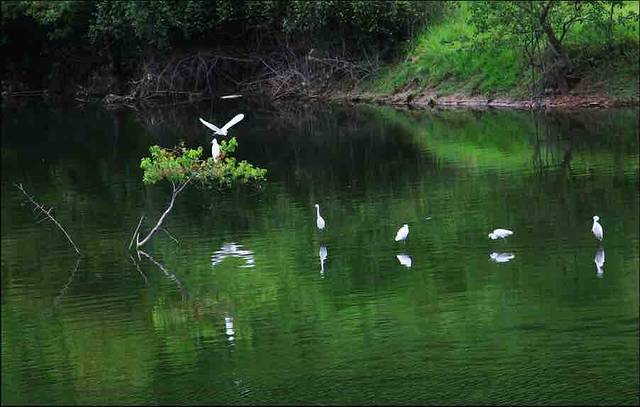 白鹭天堂