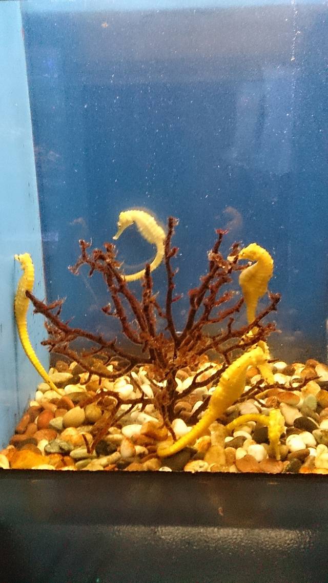 长崎企鹅水族馆