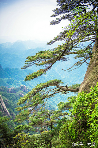 在悬崖峭壁中生长的古松也是一绝,形状千奇百怪,苍劲有力,让人叹为