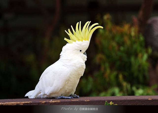 Kuranda Rainforest Tours