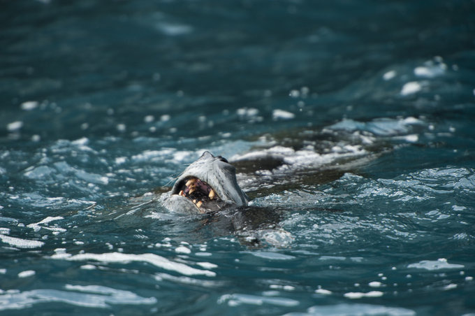 大象岛图片 大象岛图片