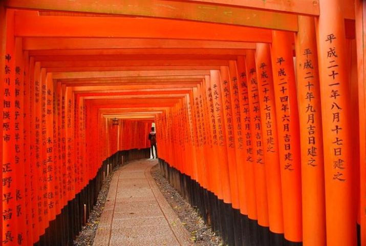 2024千鸟居--延绵的大红色艳丽的鸟居在山林中穿行,一眼望不到头,这样