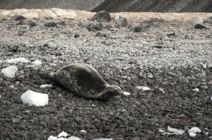 Paulet Island图片 Paulet Island图片