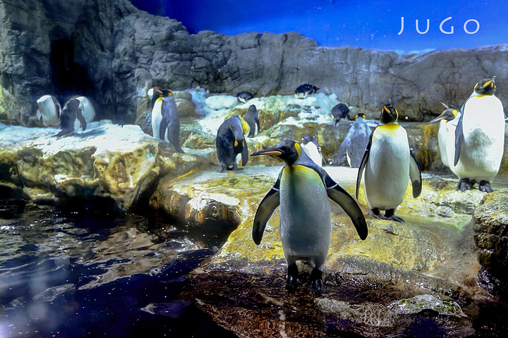 2017水母虽然长相美丽温顺,其实十分凶猛~这