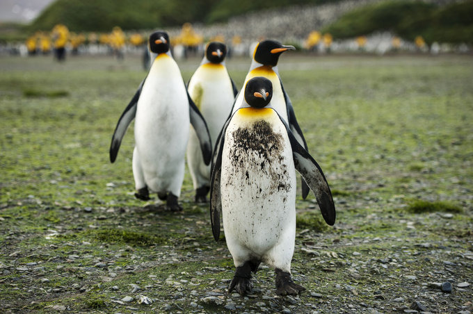 Salisbury Plain图片 Salisbury Plain图片