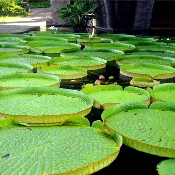 2019莲花山旅游区门票,广州莲花山旅游区游玩