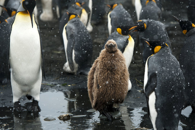 王企鹅的世界图片 王企鹅的世界图片