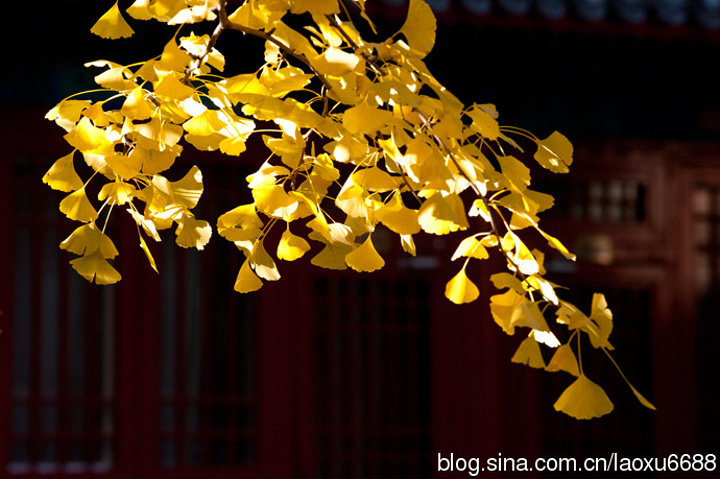 "大觉寺，又称大觉禅寺，西山大觉寺，是位于北京西郊阳台山（旸台山）南麓的一座千年古刹，以清泉、古..._大觉寺"的评论图片