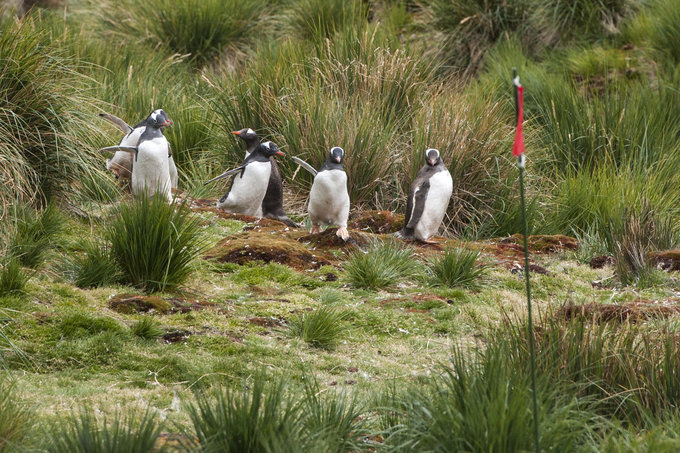 Godthul峡湾图片 Godthul峡湾图片