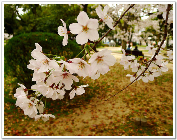 是为纪念二战后期的1945年8月6日广岛遭原子
