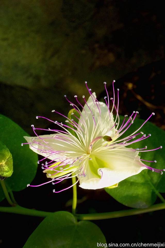 加拿大皇家植物园