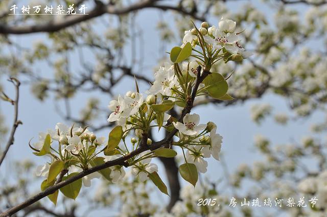 琉璃河万亩梨园