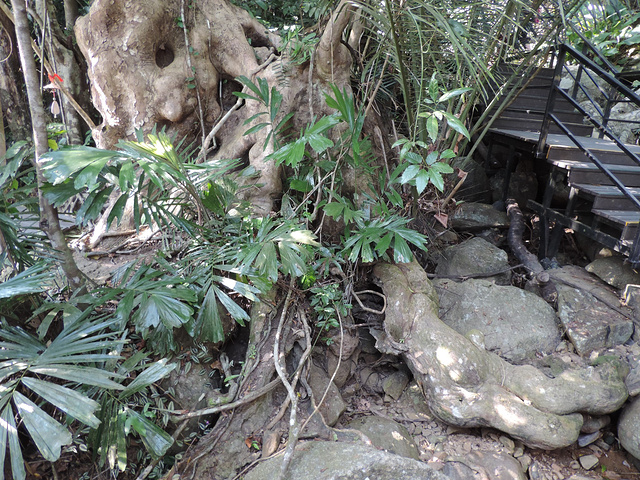 2017呀诺达雨林景区位于海南省保亭黎族苗族