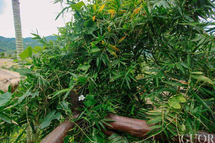 这个男子在钻木取火,他穿的衣服是防火的,是一种树皮制成,树的名字叫