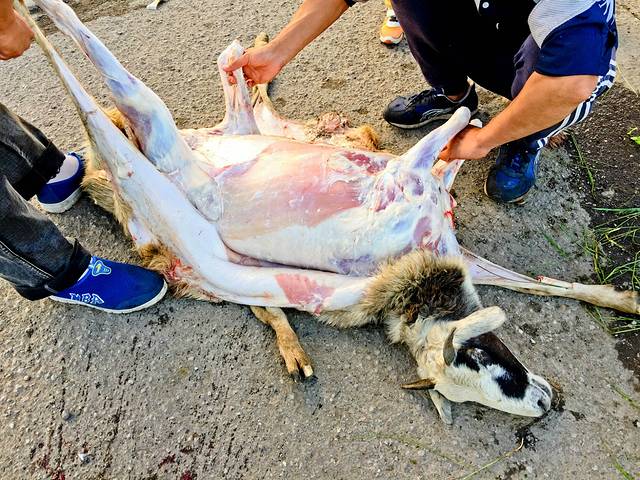 内蒙,东北,华北夏日之旅